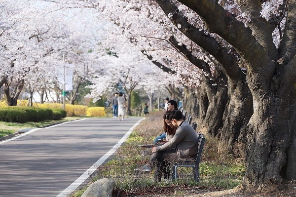솔거미술관 앞 경주타워 벚꽃터널.