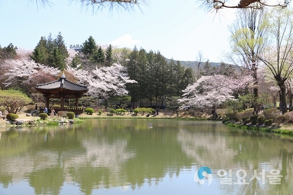 경주 보문관광단지 내 보문정에는 봄을 알리는 벚꽃이 만개해 관광객들에게 사랑을 받고 있다.