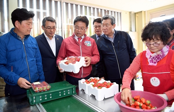 이철우 도지사가 2일 고령의 특산물인 봉이땅엔 농장을 찾아 딸기 수확 체험을 하고 있다.