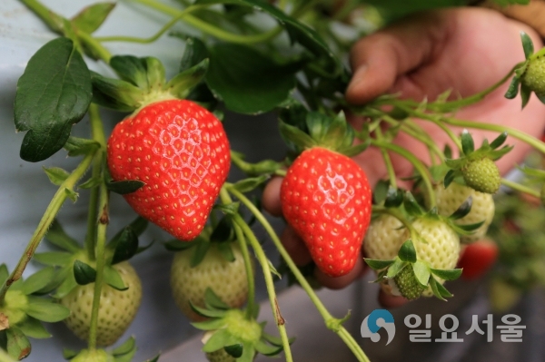 산청군 딸기 육묘장 지원사업 추진 © 산청군 제공