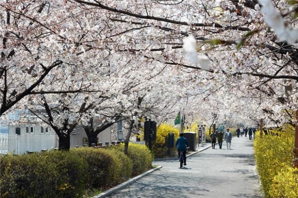▲4일(목), 동대문구 장안동 장안벚꽃로에 벚꽃, 개나리 등 봄꽃들이 꽃망울을 화사하게 터트리고 있다.