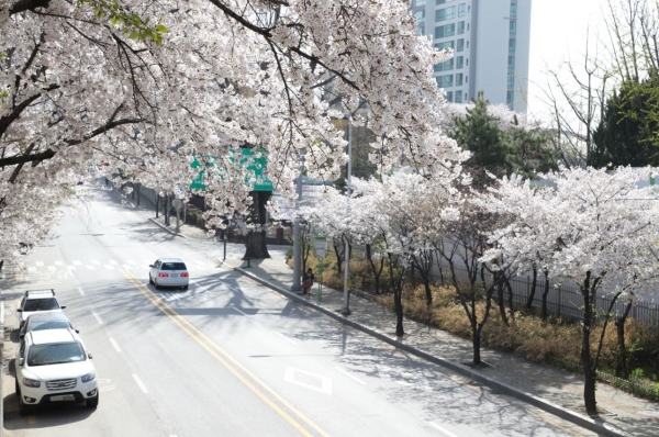 마포구 당인리발전소 주변의 토정로 벚꽃길(독막로8길49 인근)