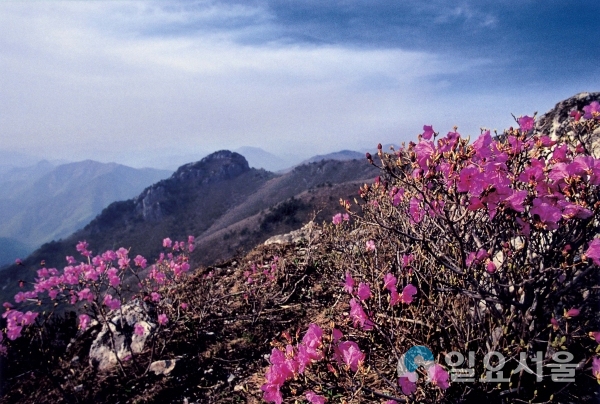 가지산 진달래 © 밀양시 제공