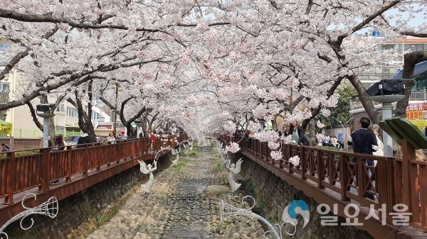 여좌천에 벚꽃이 핀 모습. 매년 이 풍경을 보기 위해 수백만 명이 여좌천을 찾는다. © 창원시 제공