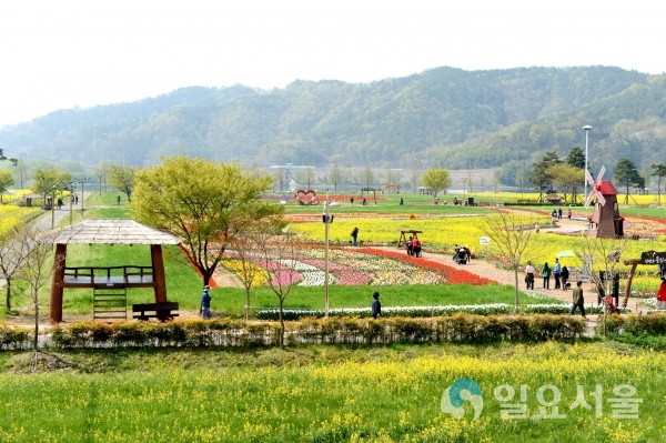 유채축제 행사장 전경 © 창녕군 제공