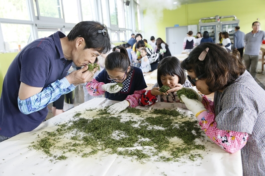 보성다향대축제장에서 관광객들이 녹차 제조방법을 배우고 있다.