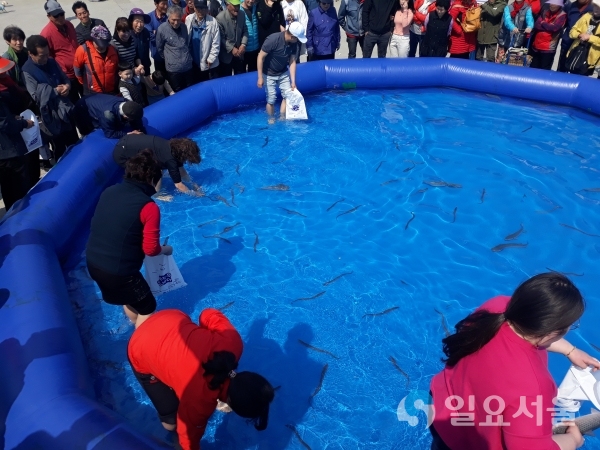 맨손 붕장어·숭어 잡기     © 사천시 제공