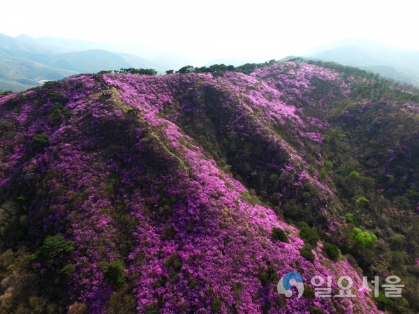 고려산 진달래 축제