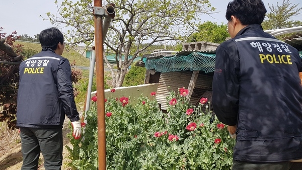 울진해양경찰서(서장 박경순)가 지난 23일 양귀비를 자신의 주거지 내 텃밭에서 밀경작한 혐의로 박모씨(남, 84세)를 검거해 조사 중이다.