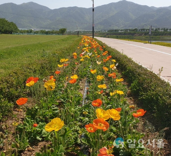 밀양강 둔치 공원 꽃양귀비 © 밀양시 제공