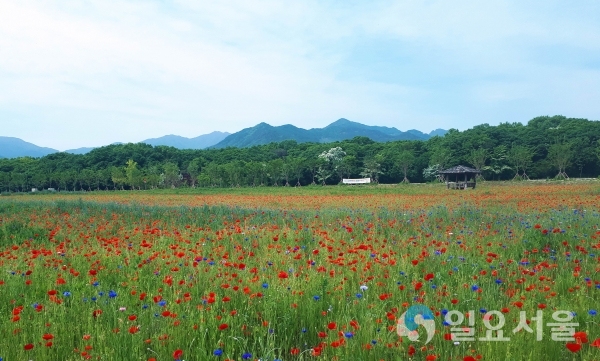 빨간색의 꽃양귀비 단지와 보라색인 수레국화 등이 어우러져 아름다운 경관을 자아내고 있다 © 함양군 제공