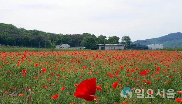 빨간색의 꽃양귀비 단지와 보라색인 수레국화 등이 어우러져 아름다운 경관을 자아내고 있다 © 함양군 제공