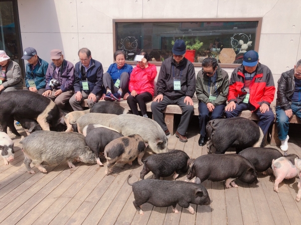 서대문구 충현동의 ‘마봄과 함께하면 어르신 힐링돼지~’ 봄나들이에 참여한 어르신들.