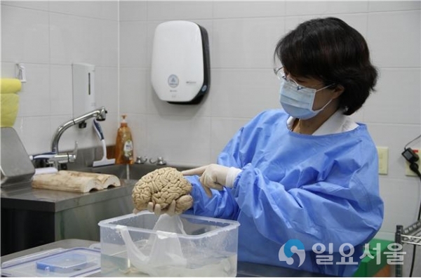 포르말린에 고정된 대뇌반구. 사진제공=한국뇌연구원