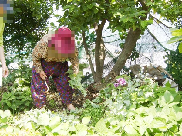 사진제공 = 진도군