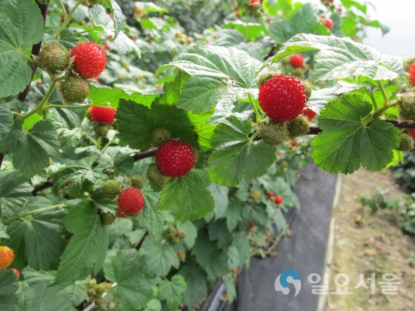 새콤달콤! 자연의 맛, 김해 산딸기     © 김해시 제공