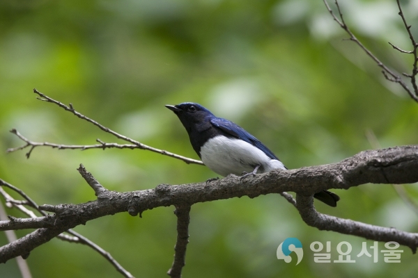 주남저수지(큰유리새) © 창원시 제공