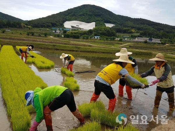 삼천포발전본부 나눔봉사단 30여명이 모판을 본답으로 옮기는 봉사활동을 펼쳤다. © 한국남동발전(주) 제공