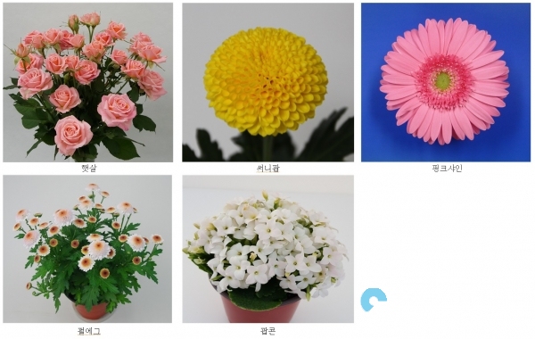 화훼품종(햇살등5종) © 경상남도 제공