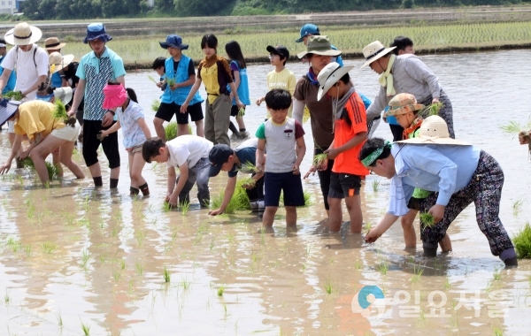 창원시 주남저수지 ‘창원형 자연농업 모내기’ 체험행사 © 창원시 제공