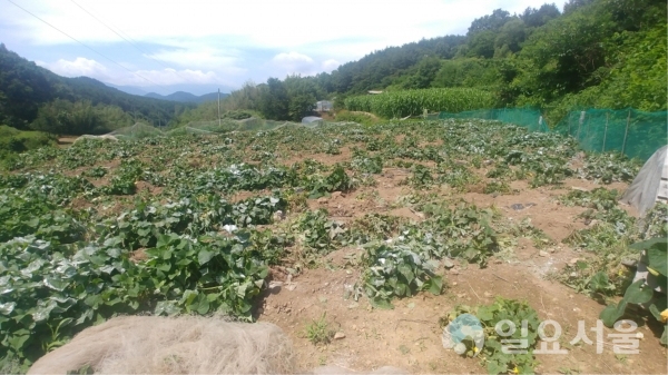 산청군 유해야생동물 피해방지단 운영 관련 고구마 피해사진     © 문종세 기자