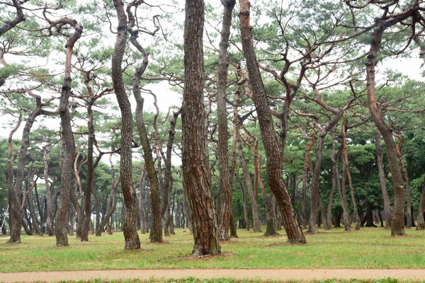 경주시가 시민의 힐링 숲 황성공원을 깨끗하게 단장해 시민들에게 휴식공간 제공에 나섯다.