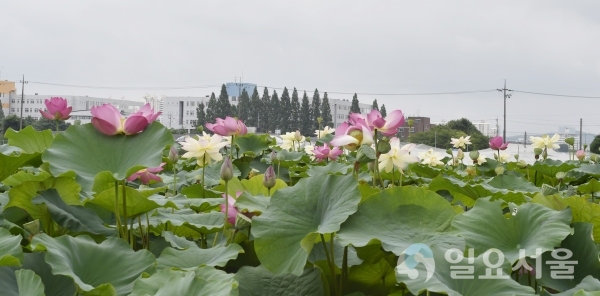 경상남도농업기술원내 연구농장에 100여종의 연(蓮)이 이번 달부터 한창 꽃을 피우기 시작했다. © 경상남도농업기술원 제공