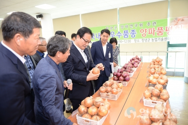 한정우 군수가 국내종 우수품종 양파 품평회장을 둘러보고 있다. © 창녕군 제공