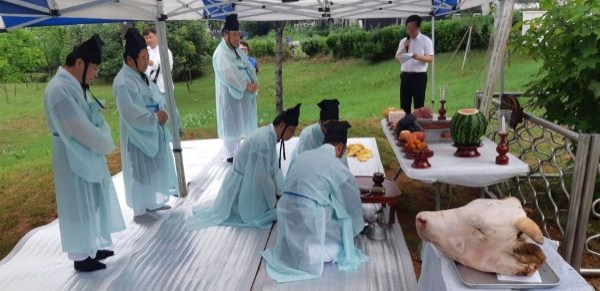 장수동 은행나무