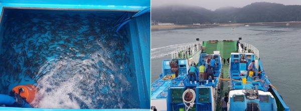 조피볼락