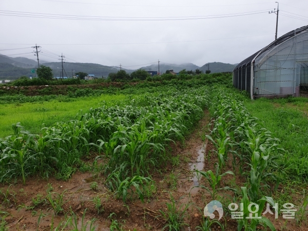 파주시, 남미의 장수 비결 '단수수' 실증연구