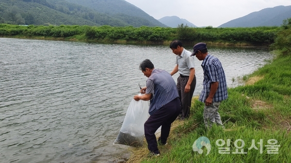 함안군은 내수면 수산자원 회복 및 생태계 복원을 위해 잉어, 붕어 등의 물고기를 저수지에 방류했다. © 함안군 제공