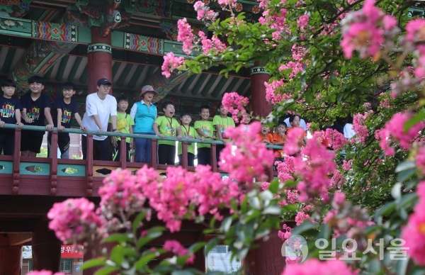 동심처럼 활짝 핀 배롱나무꽃 @ 함양군 제공