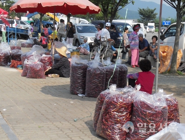 강화군 고추시장 개장-(사진 제공, 강화군)