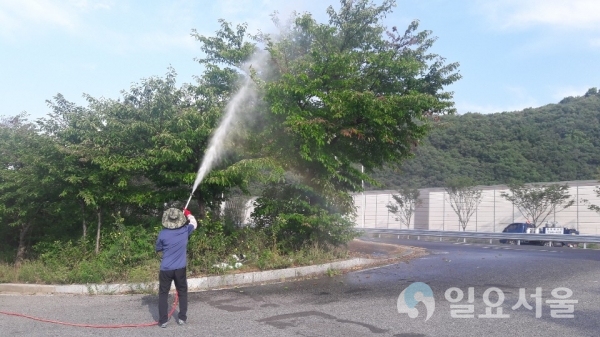 파주시 가로수 '흰불나방' 방제 총력