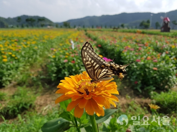 남지읍 낙동강변에 핀 백일홍에 나비가 앉아있다. © 창녕군 제공