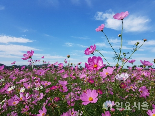 남지읍 낙동강변에 핀 코스모스 사진이다. © 창녕군 제공
