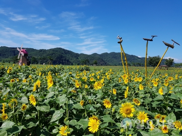 남지읍 낙동강변에 핀 해바라기 사진이다. © 창녕군 제공
