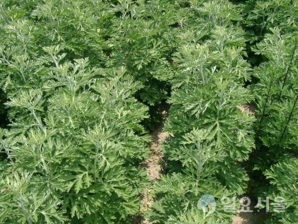 남해 고현면 섬애쑥 농장     © 경상남도 제공