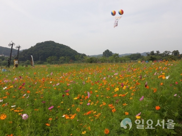 파평면 코스모스 만개 모습