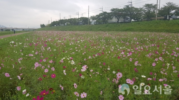 양산시에서 조성한 황산공원 야생화경관단지(25ha)입구에서는 코스모스가 방문객을 환하게 맞이하고 있다. © 양산시 제공