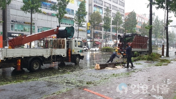 태풍피해 가로수 복구작업