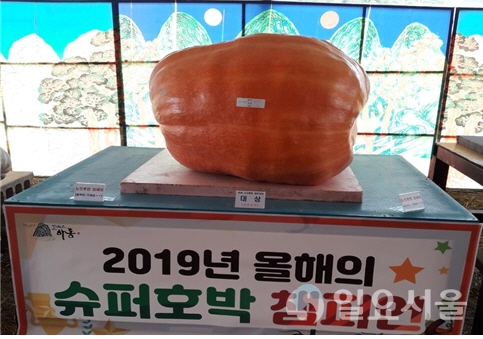 제4회 북천 호박축제 슈퍼호박 경진대회에서 의령군 양재명씨가 출품한 무게 177kg짜리 슈퍼호박이 영예의 대상을 안았다.  © 하동군 제공