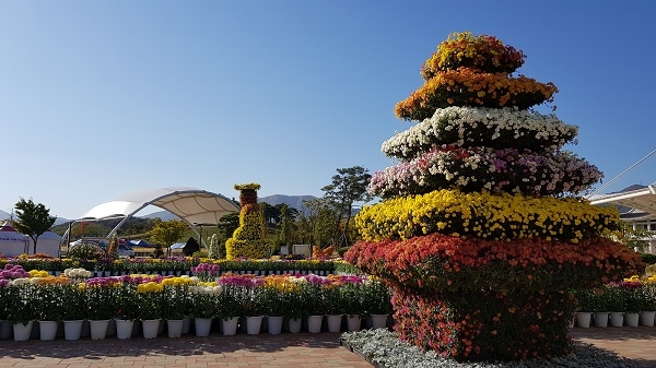 경산시 - 국화전시회.