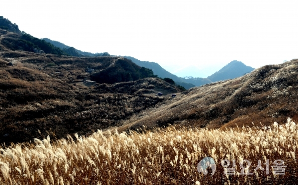 창녕 화왕산이 억새물결로 가을의 정취를 뽐내고 있다. © 창녕군 제공