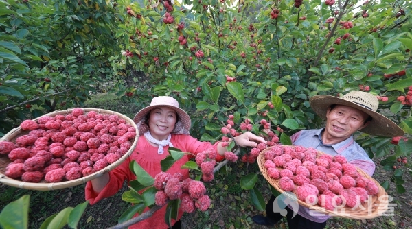 함양산 꾸지뽕 수확 한창  © 함양군 제공