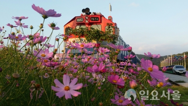 하동 북천 코스모스·메밀꽃 축제  © 하동군 제공
