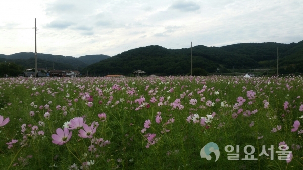 하동 북천 코스모스·메밀꽃 축제  © 하동군 제공