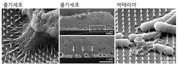 ▲전남대학교 지역·바이오시스템공학과 김장호 교수팀이 울산과학기술원 기계 및 원자력공학부 정훈의 교수팀과 함께 나노바늘구조형 생체소재부품 기술을 개발했다.(사진제공=전남대학교)