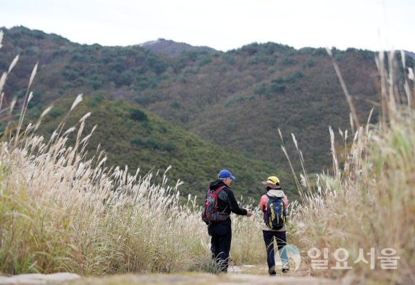 사자평 억새  © 밀양시 제공